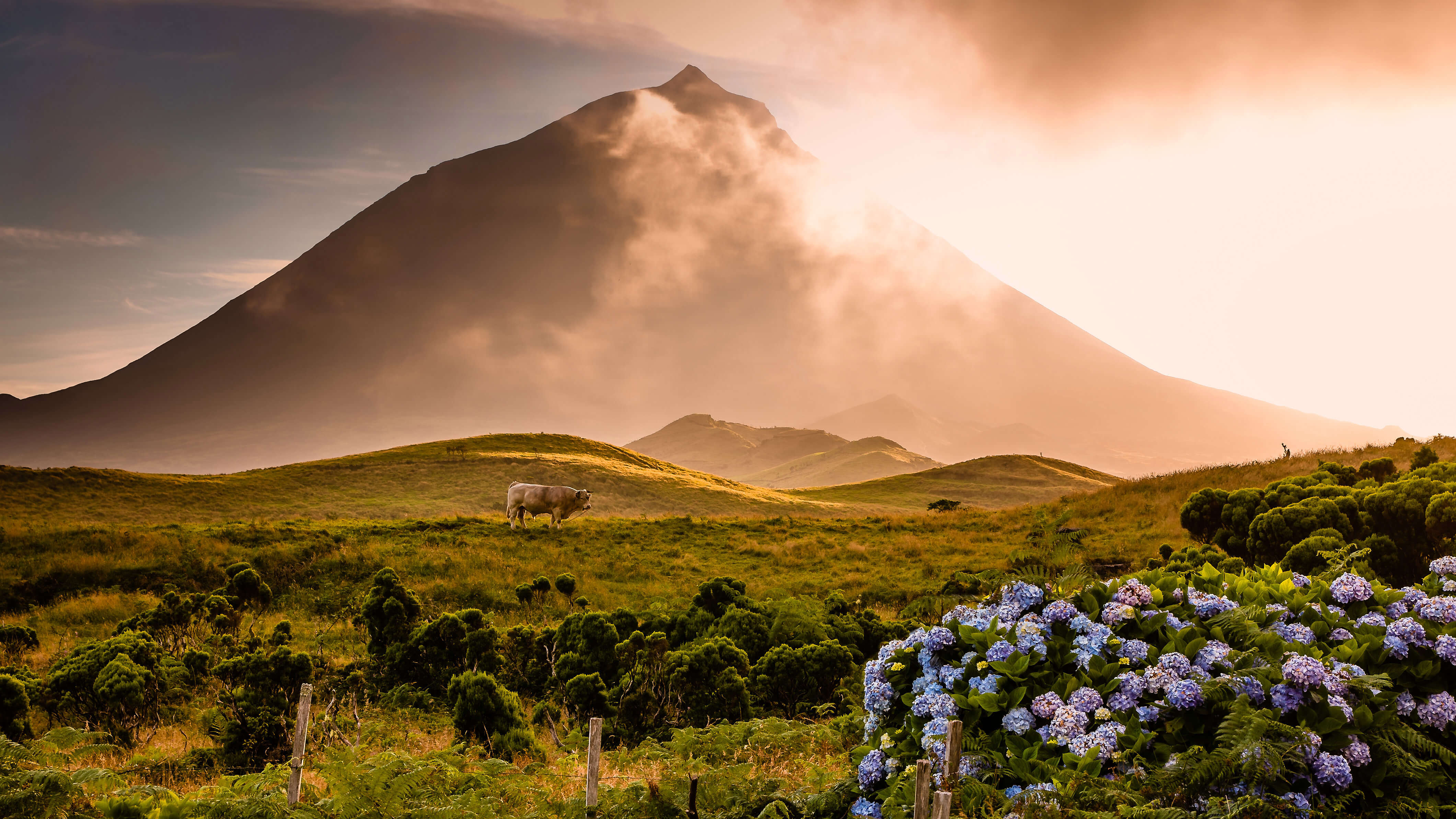 stratovolcano, a bull, some flowers, and stratovolcano