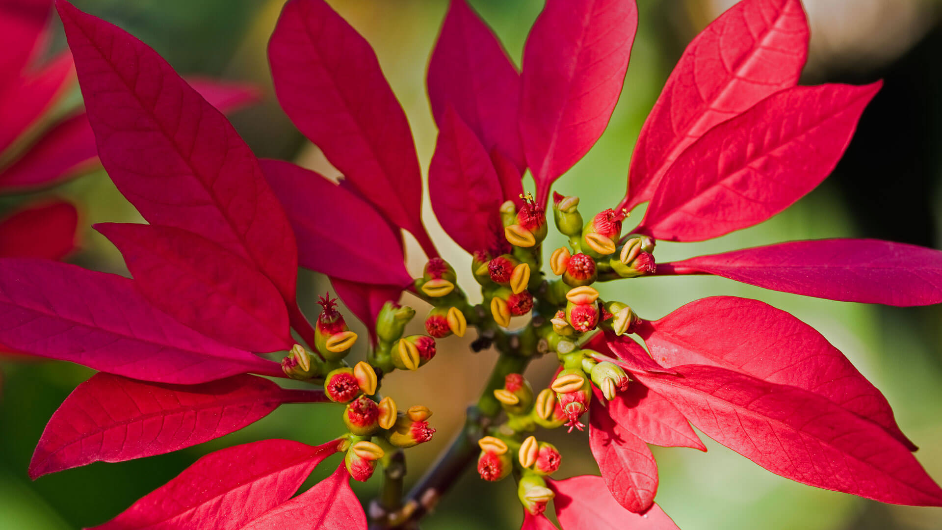 December blooms by Microsoft Wallpapers WallpaperHub