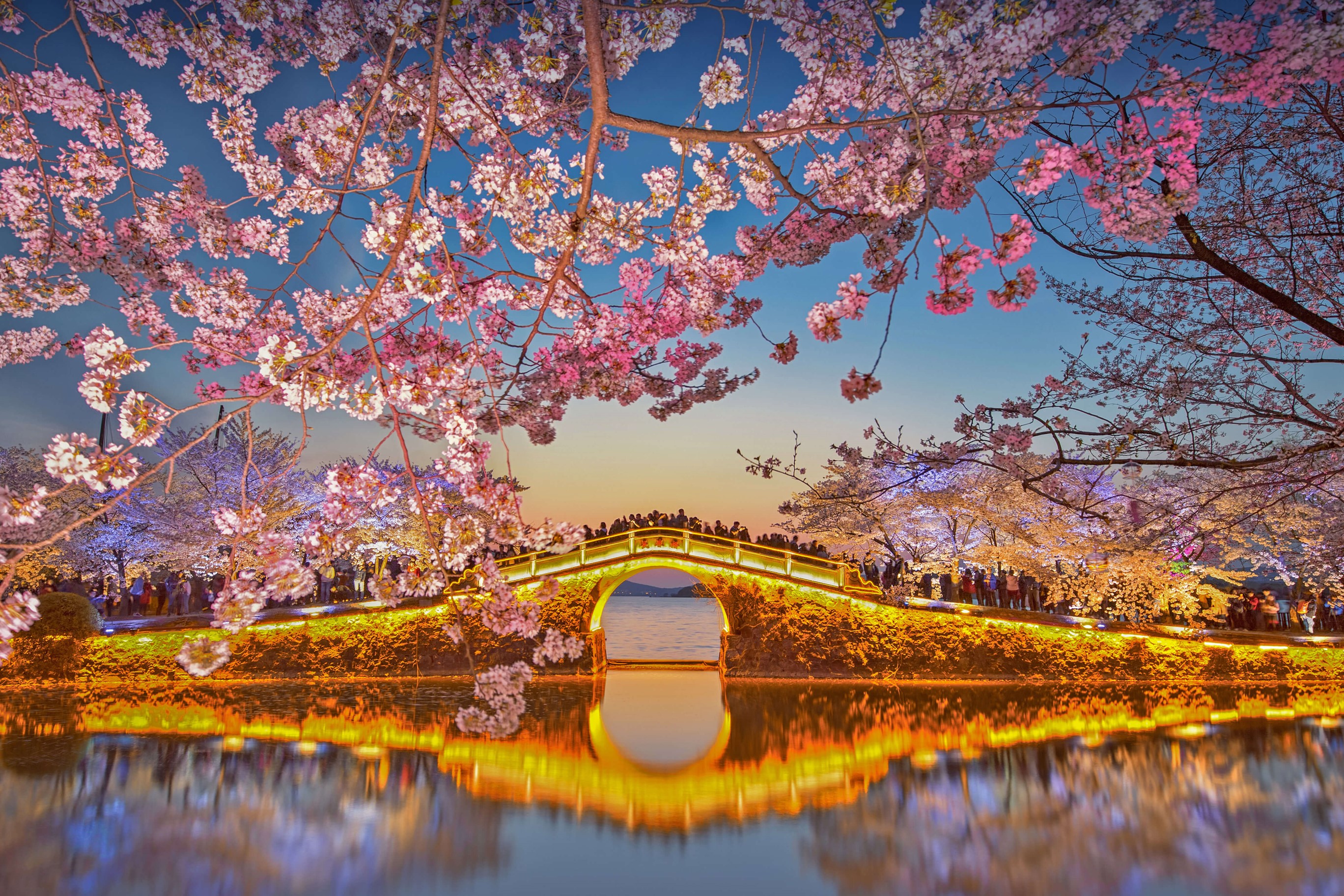 無錫黿頭渚公園の桜 by Microsoft | Wallpapers | WallpaperHub