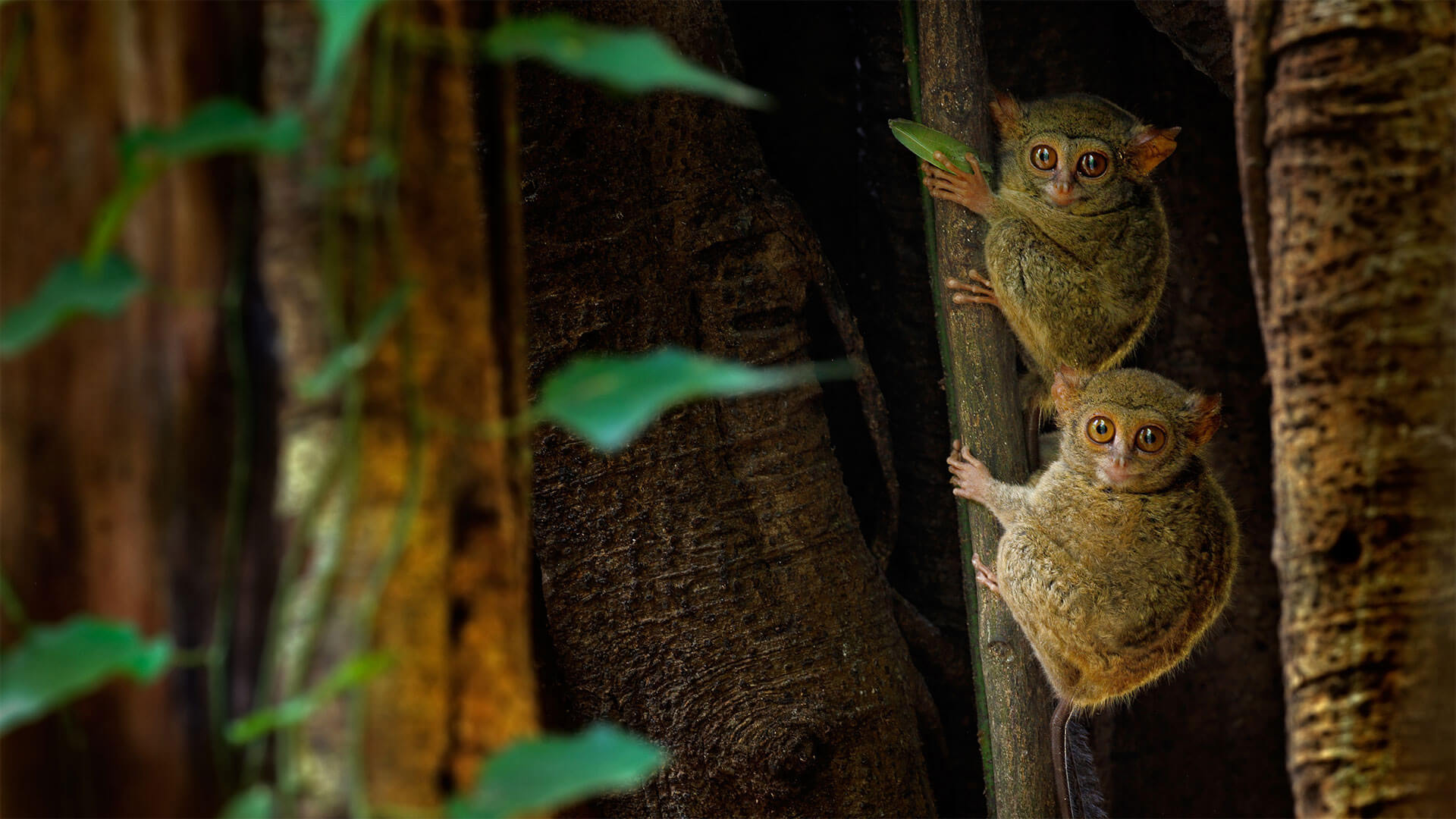 All Eyes On Sustainability By Microsoft Wallpapers Wallpaperhub