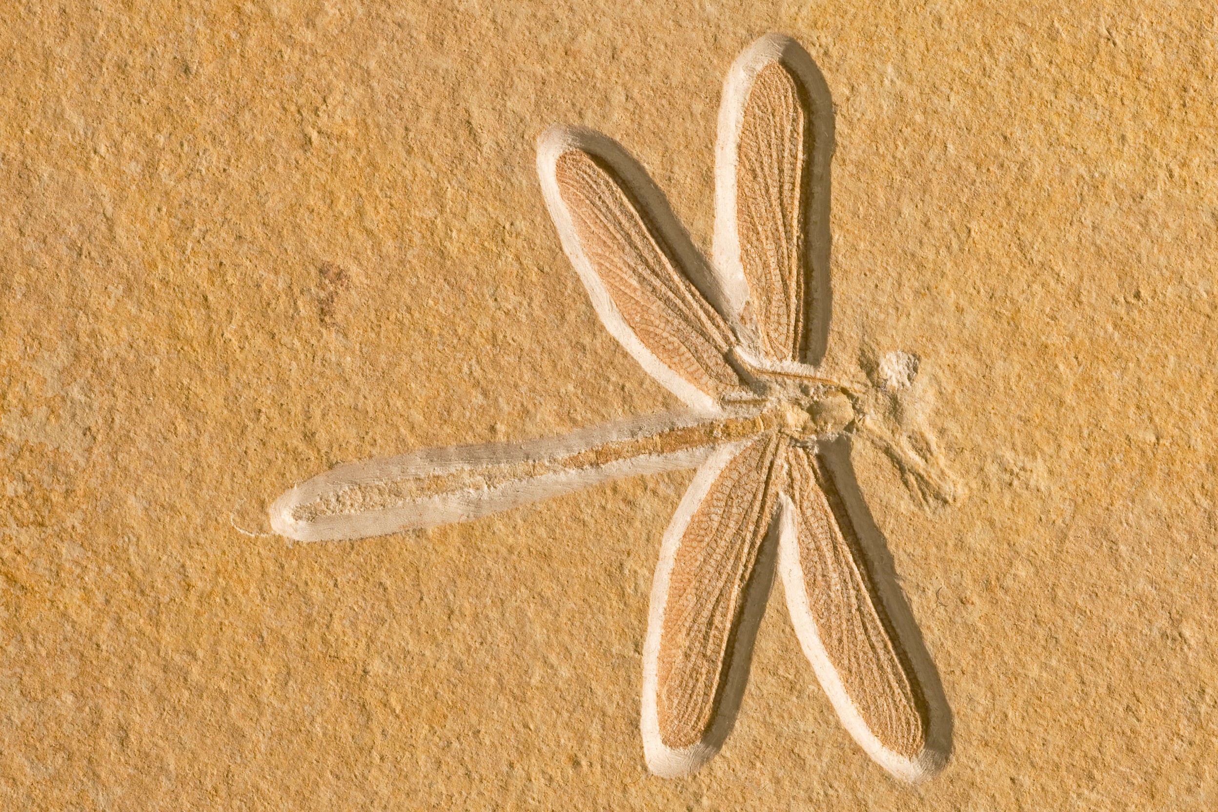 In praise of the old … the very old by Microsoft Wallpapers