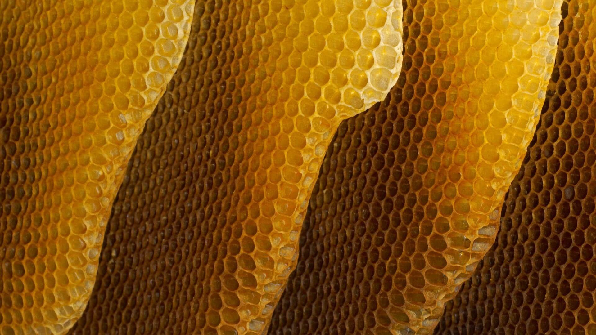 Вид сот. Соты пчелиные. Медовые соты. Соты меда. Соты натуральные.