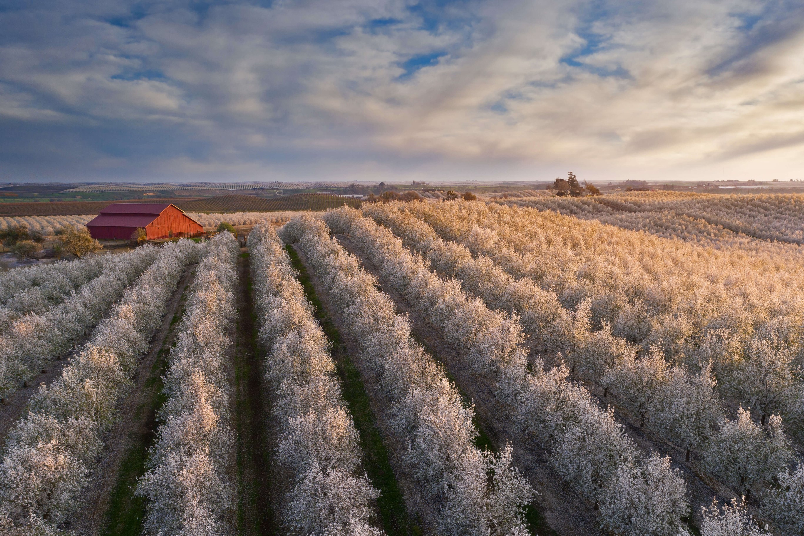 These trees are famous for bearing what? by Microsoft | Wallpapers ...