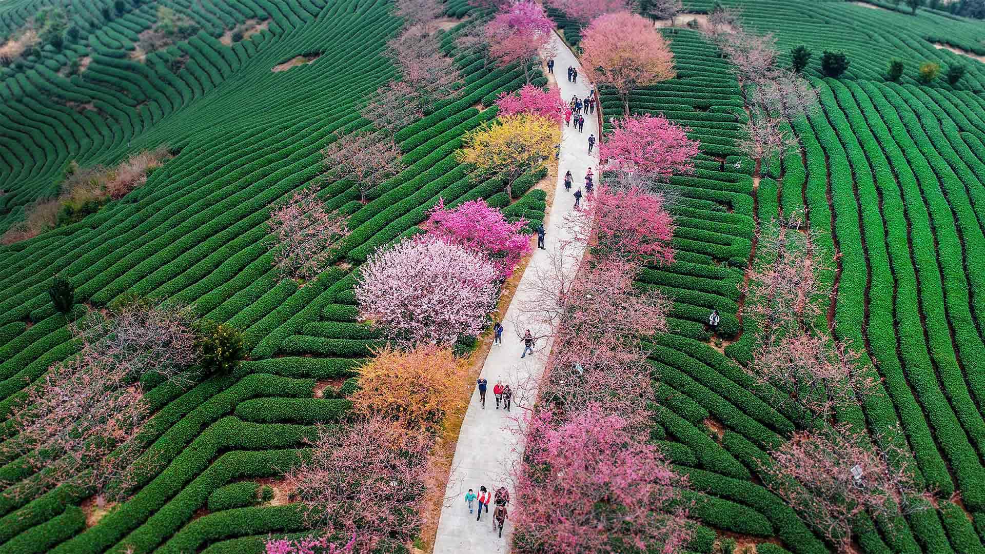 Spring In Longyan China By Microsoft Wallpapers Wallpaperhub