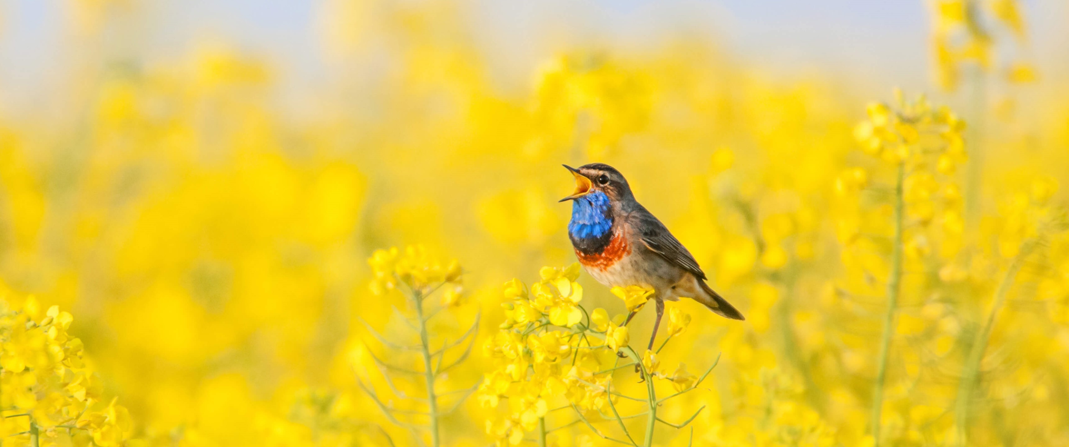 Kleine Pause im großen Feld by Microsoft Wallpapers WallpaperHub
