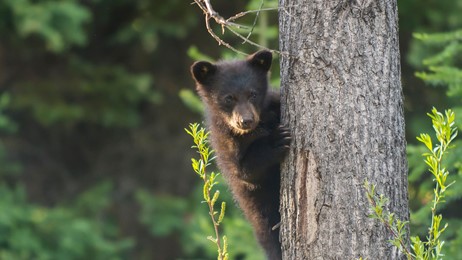 Peek-a-boo! by Microsoft | Wallpapers | WallpaperHub