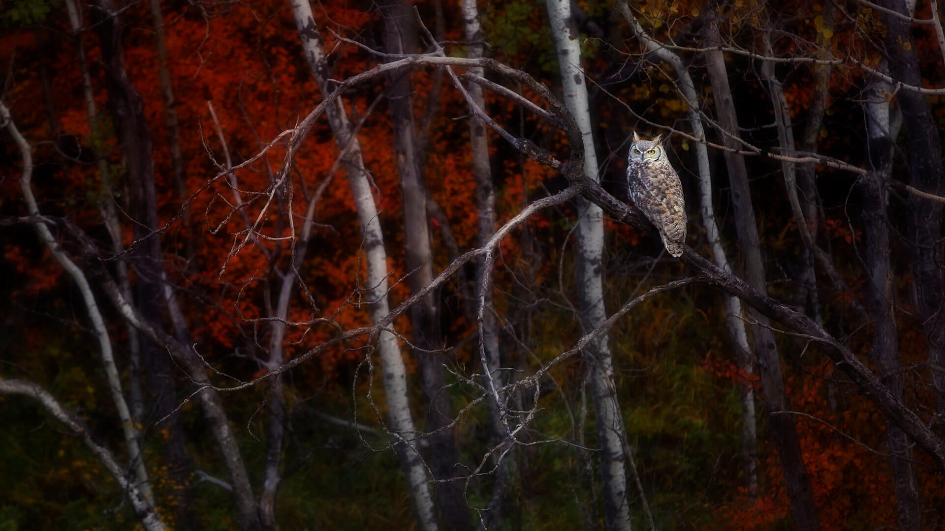 カナダの紅葉と野鳥 By Microsoft Wallpapers Wallpaperhub