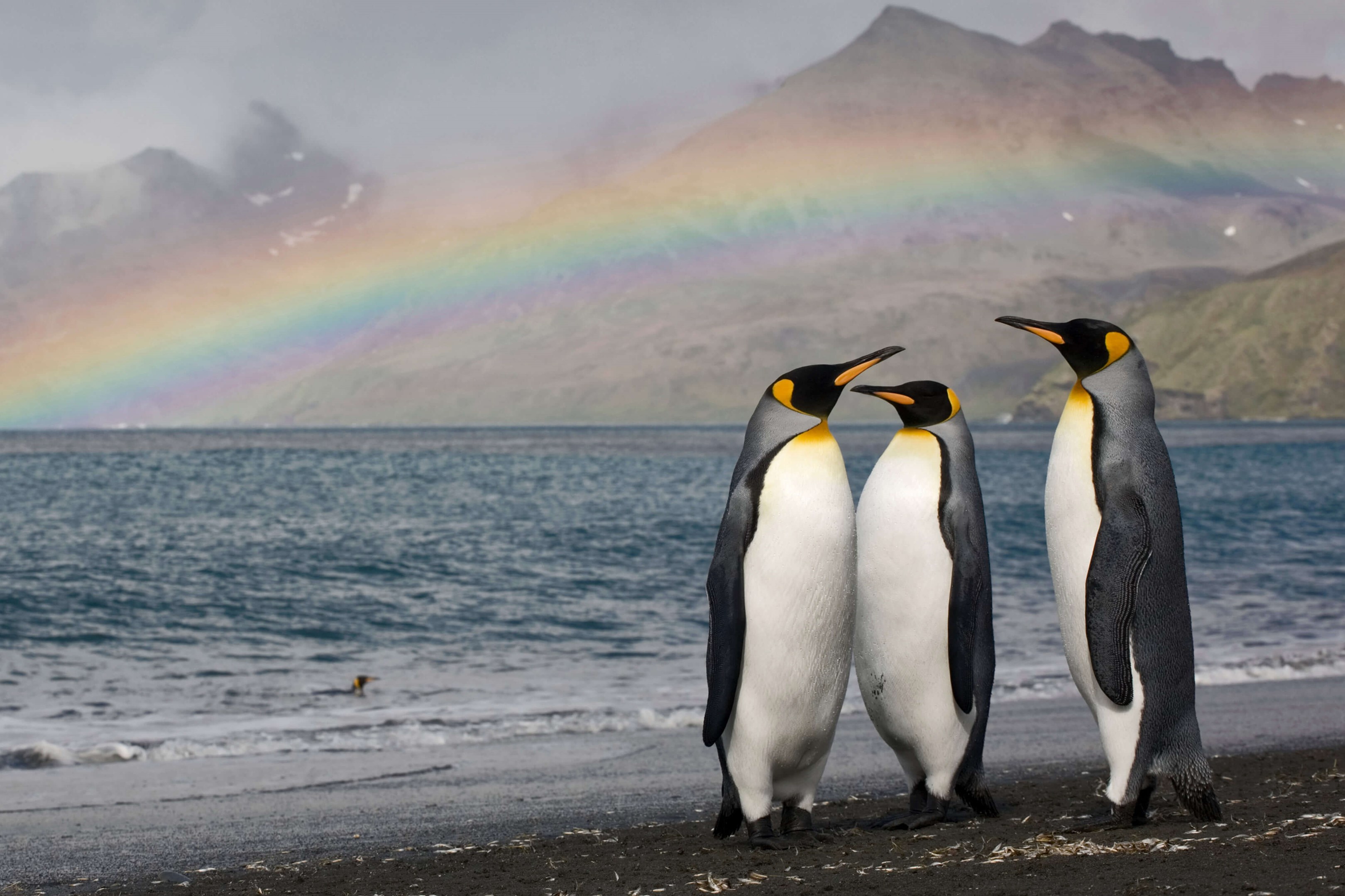 今日は 世界ペンギンの日 By Microsoft Wallpapers Wallpaperhub 今日は 世界ペンギンの日 By Microsoft Wallpapers Wallpaperhub