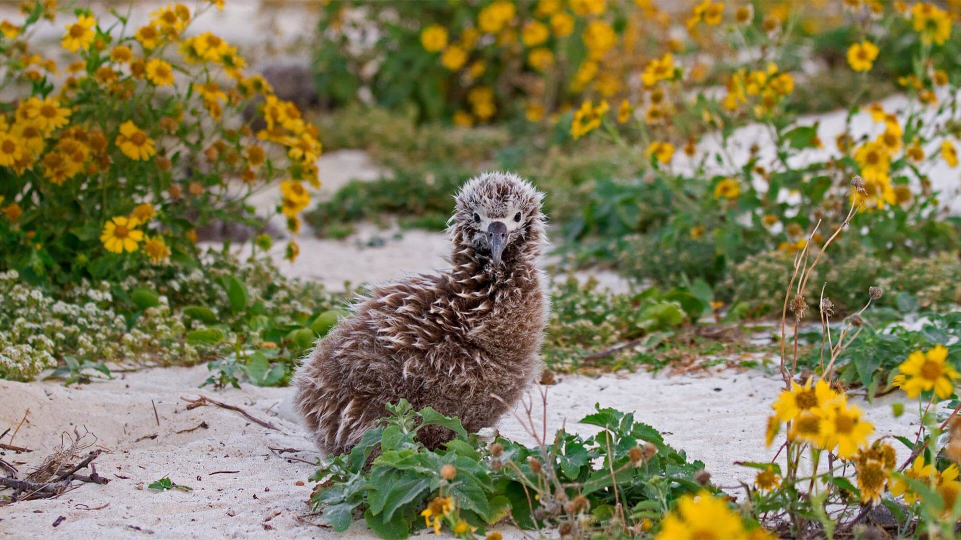 Earth Day On Midway Atoll By Microsoft Wallpapers Wallpaperhub