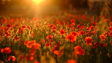 100 years of the Poppy Appeal by Microsoft | Wallpapers | WallpaperHub