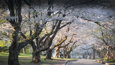 A street filled with sakura trees by Microsoft | Wallpapers | WallpaperHub