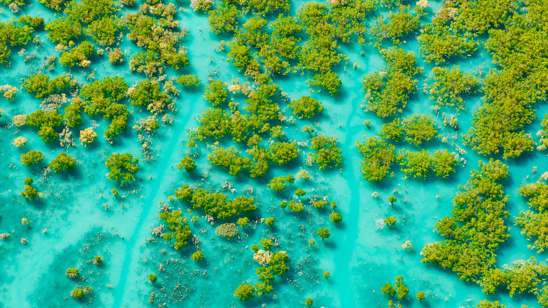 Magnificent mangroves by Microsoft | Wallpapers | WallpaperHub