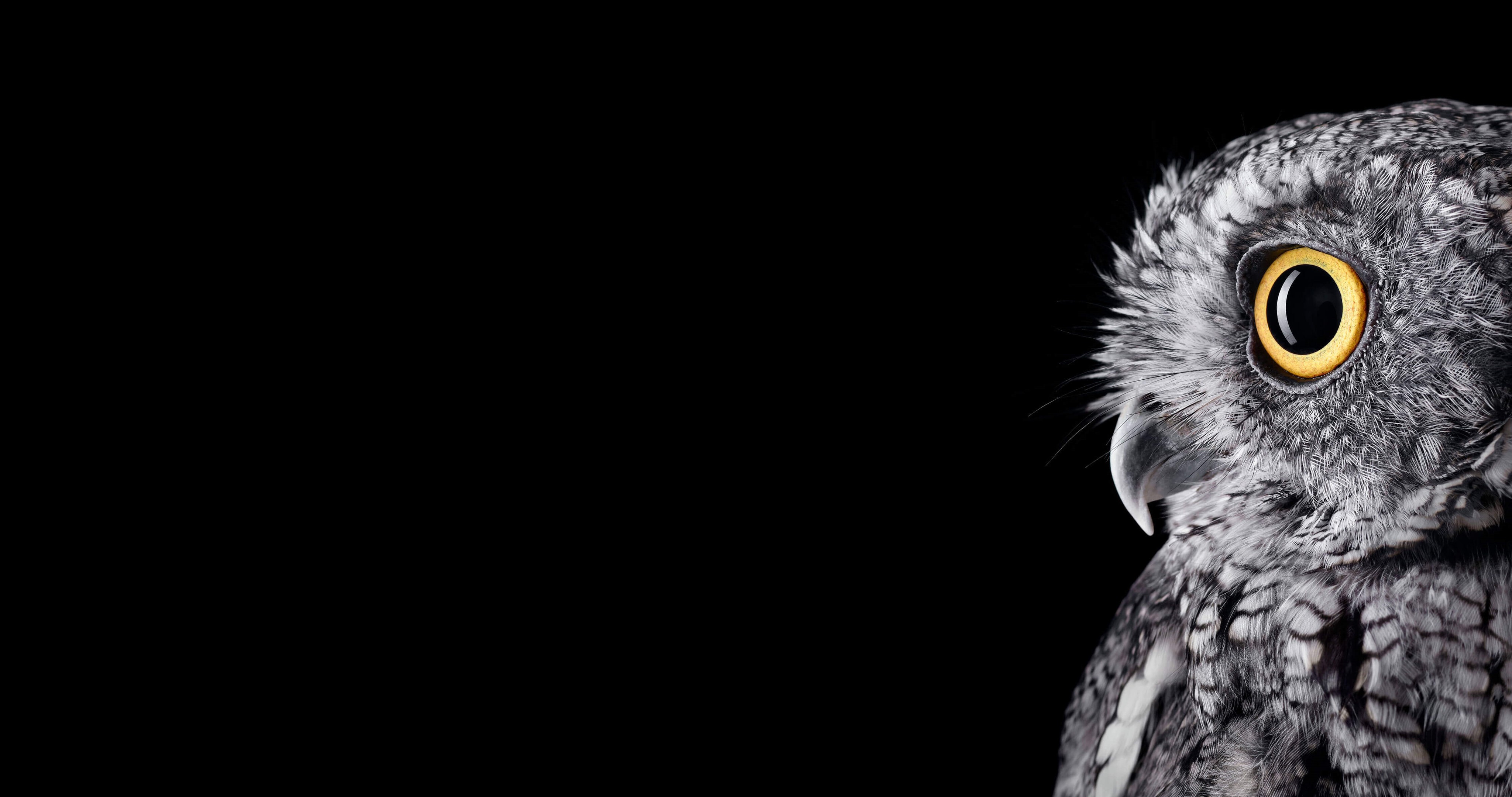 Wallpaper Microsoft Surface Microsoft Surface Studio Owls Birds Barn Owl  Background  Download Free Image
