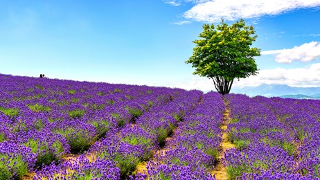 北海道のラベンダー畑 By Microsoft Wallpapers Wallpaperhub 北海道のラベンダー畑 By Microsoft Wallpapers Wallpaperhub