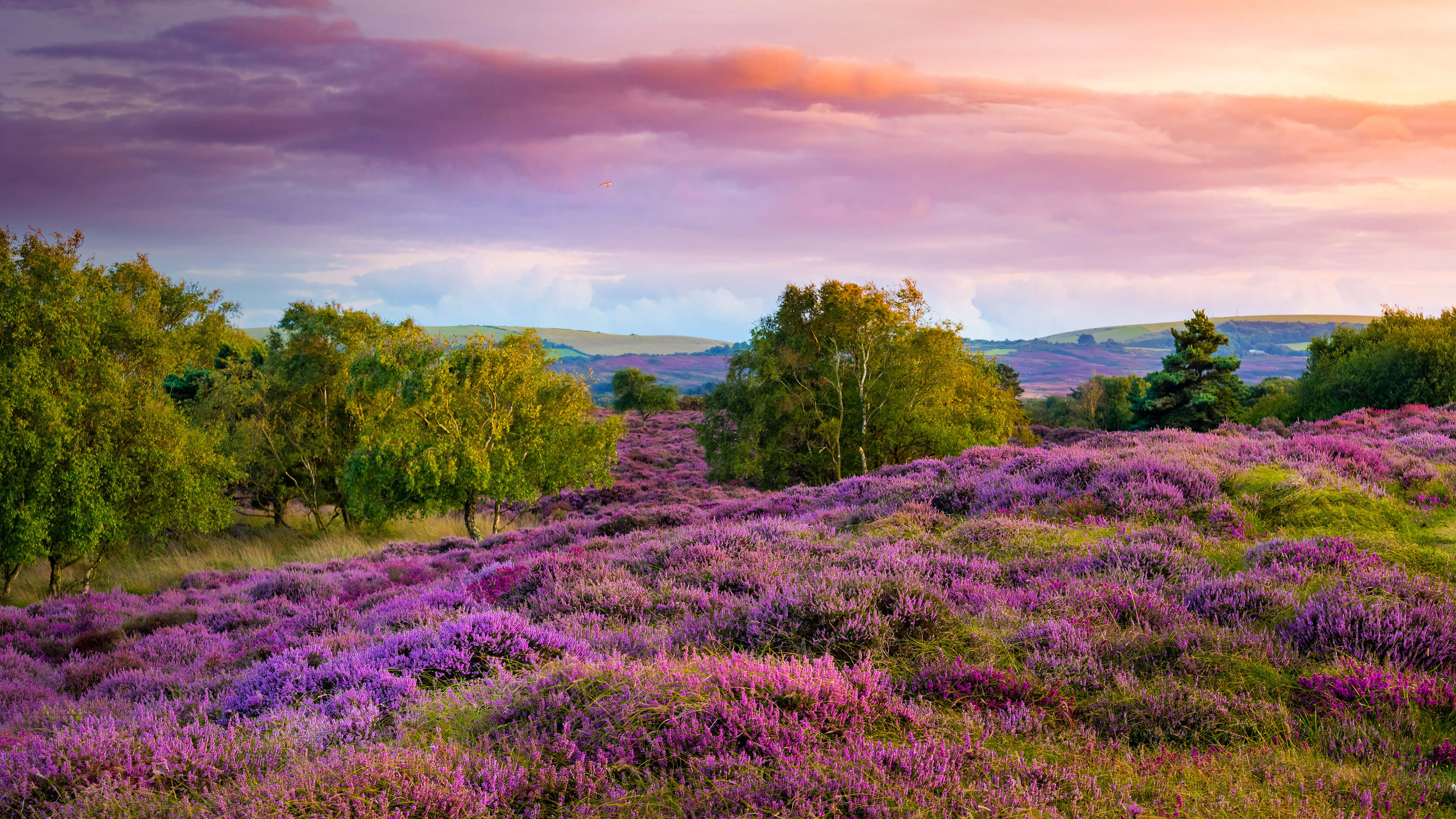 Heather on the hills by Microsoft | Wallpapers | WallpaperHub