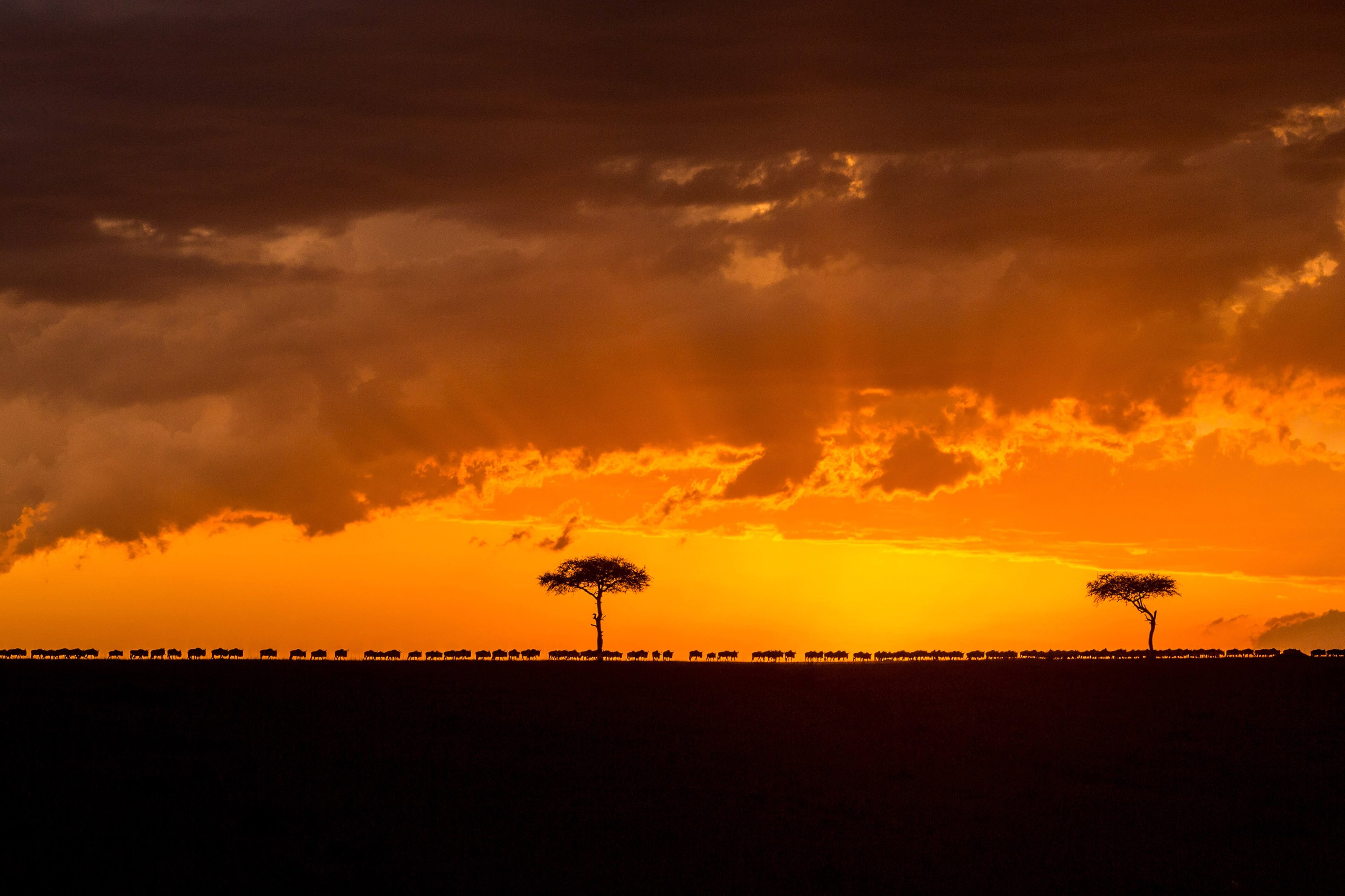 Gnus unterwegs by Microsoft | Wallpapers | WallpaperHub