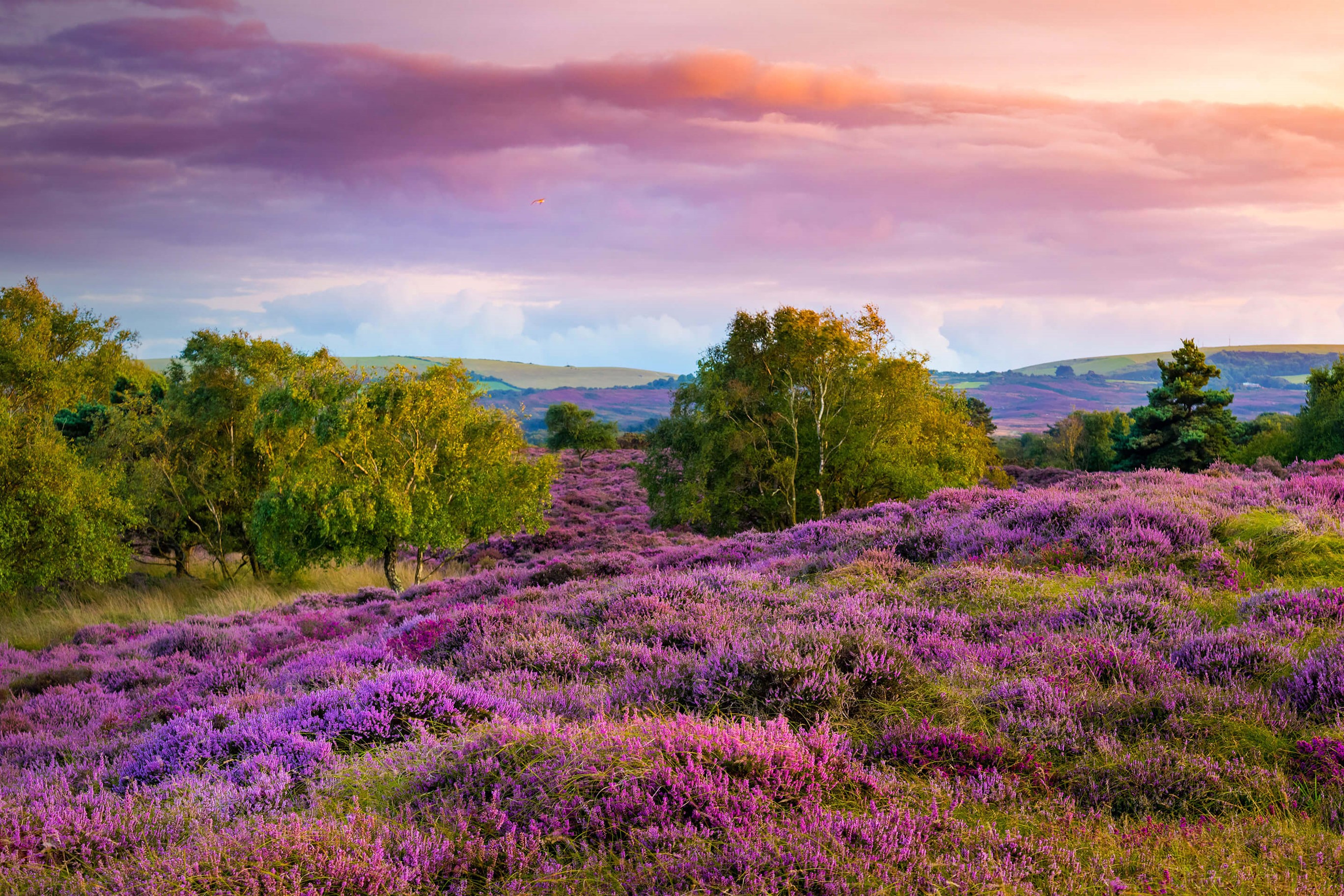 Heather on the hills by Microsoft | Wallpapers | WallpaperHub
