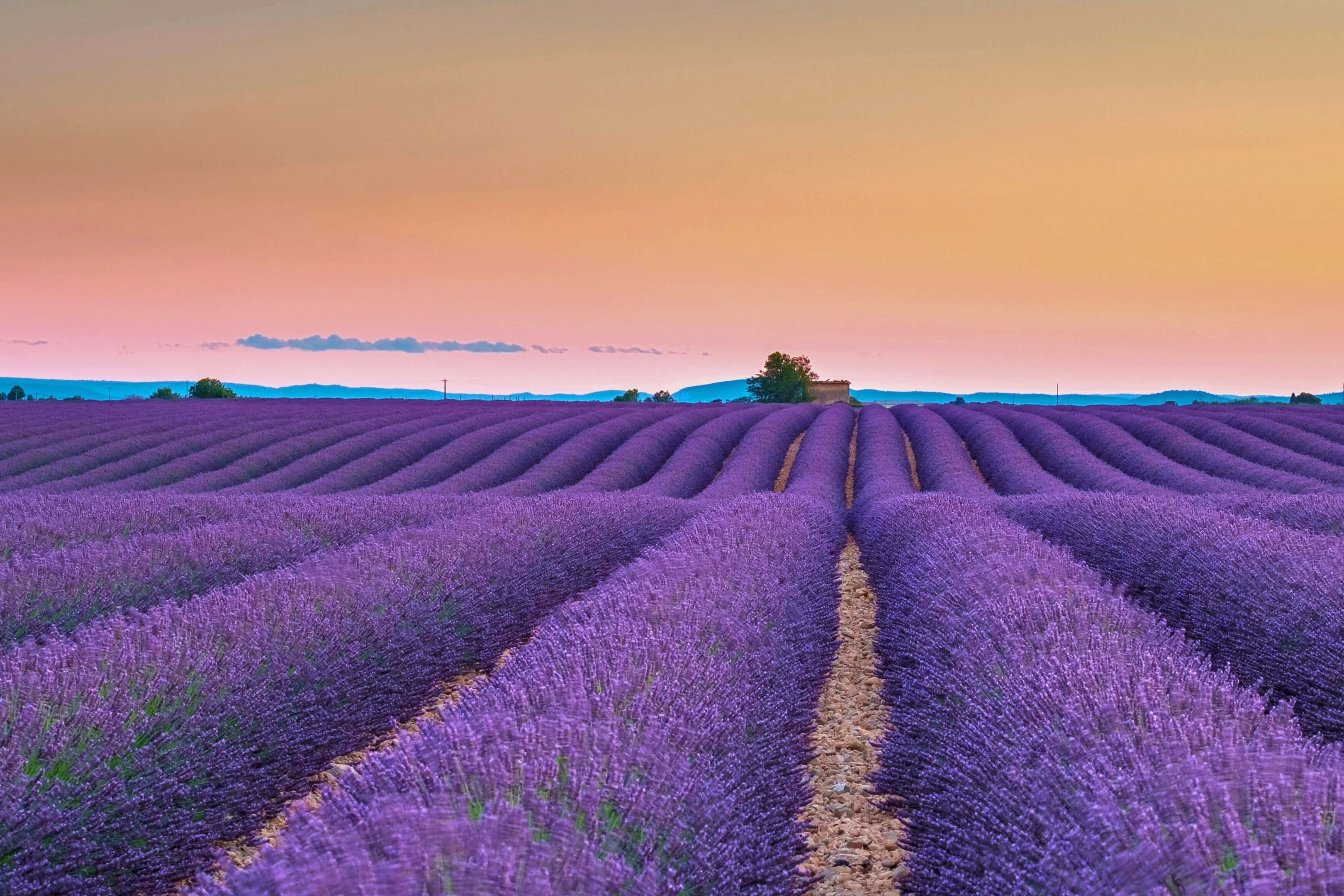 南仏はラベンダーの季節 By Microsoft Wallpapers Wallpaperhub