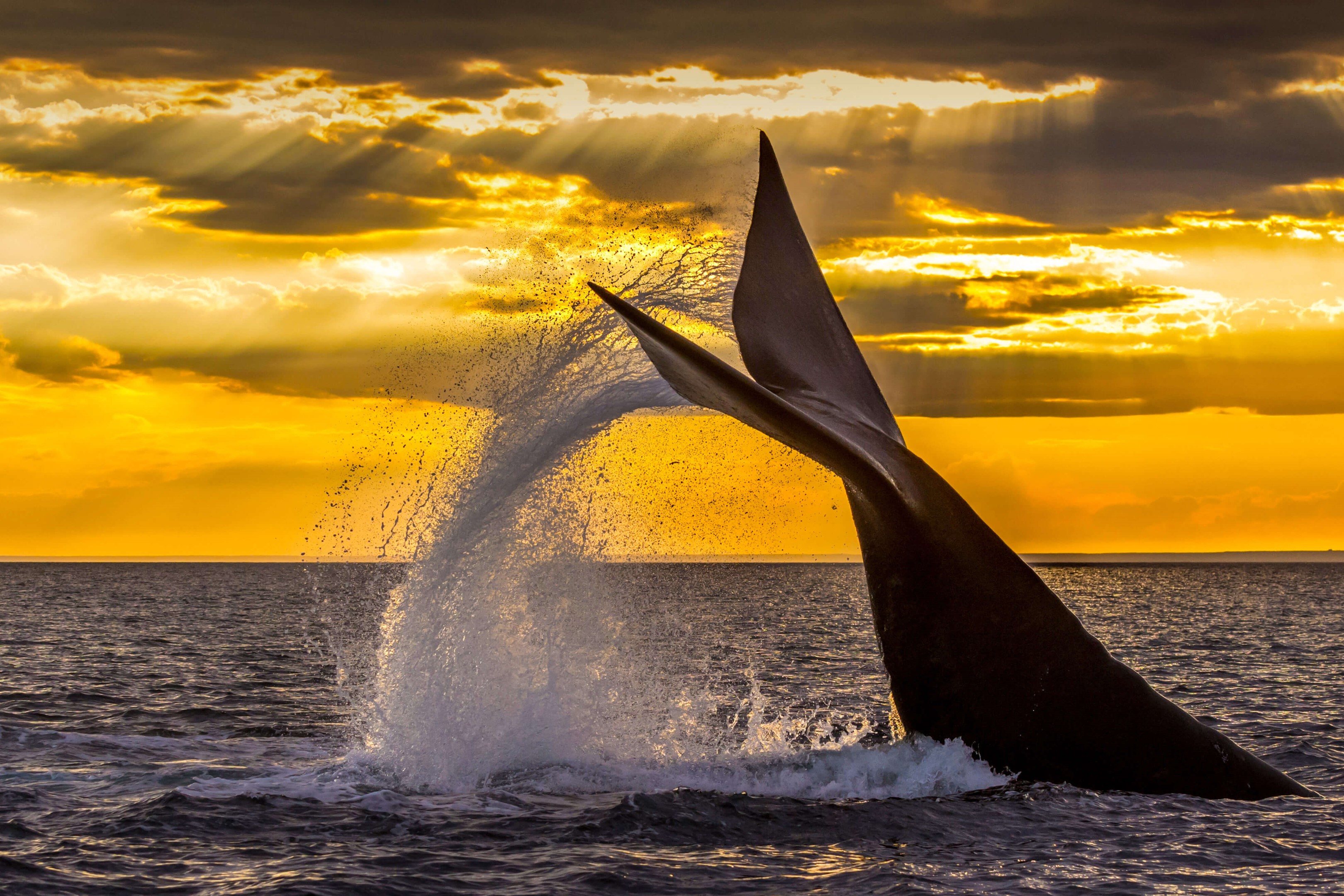 ミナミセミクジラの移動 By Microsoft Wallpapers Wallpaperhub ミナミセミクジラの移動 By Microsoft Wallpapers Wallpaperhub