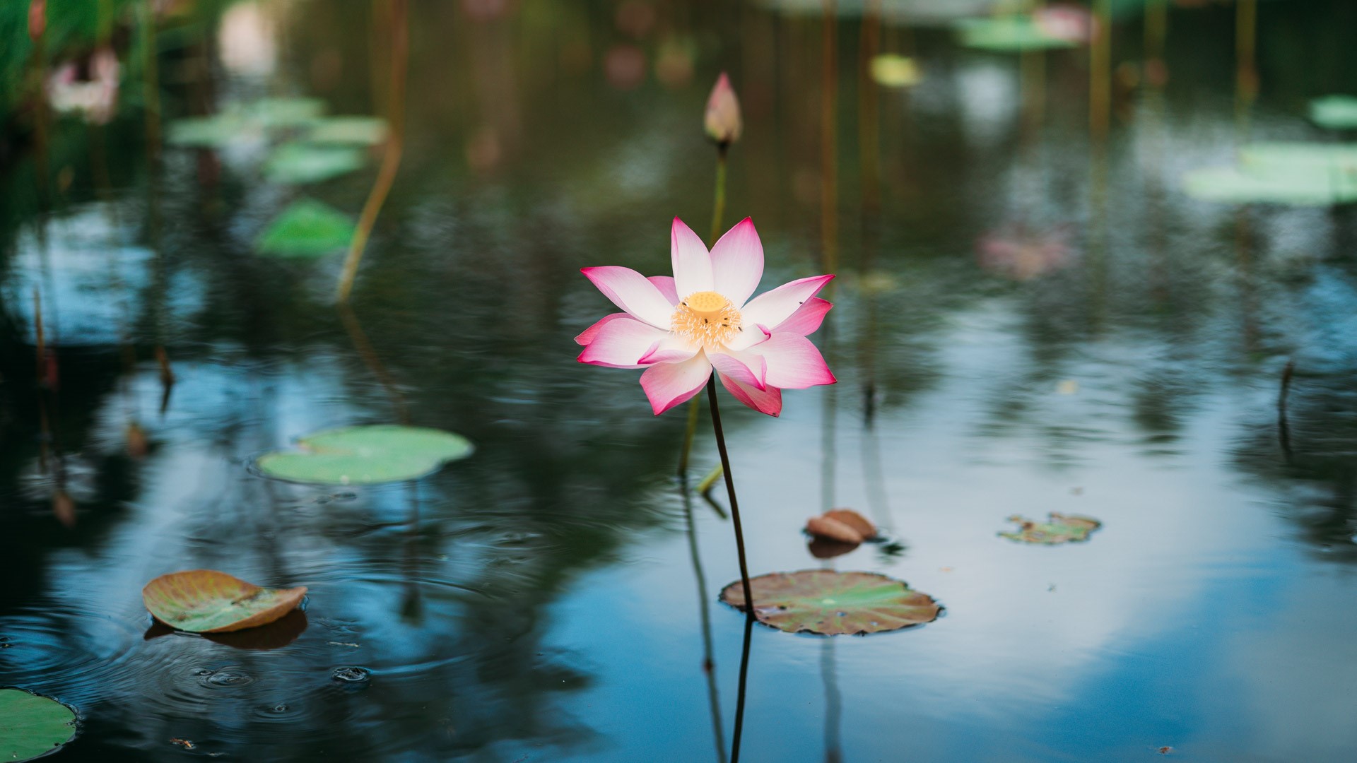 Цветочный пруд 22 глава. Лотос фото. Лепесток лотоса на воде. Цветы у пруда. Лотосовый пруд Япония.