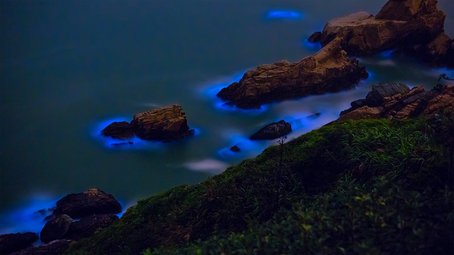 Bioluminescent Algae Wallpaper