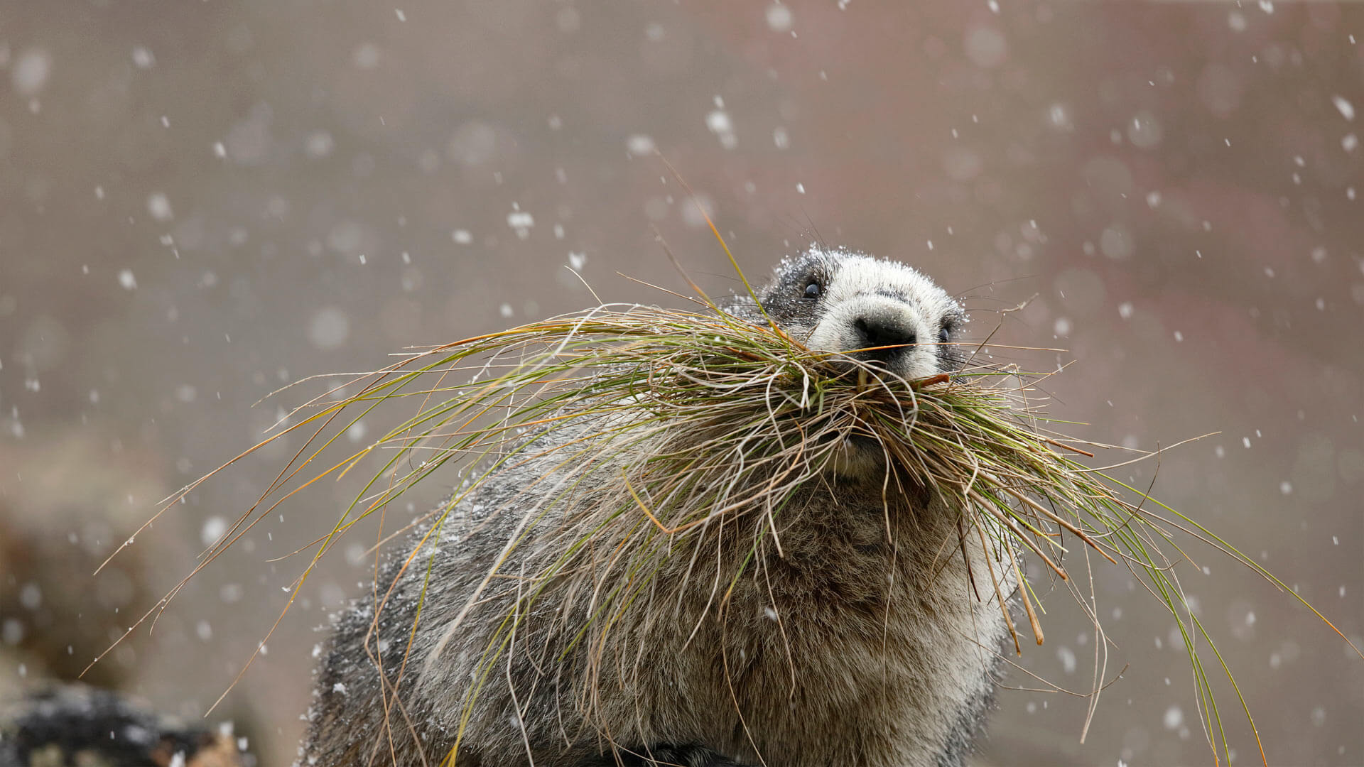 It S Groundhog Day Again By Microsoft Wallpapers Wallpaperhub