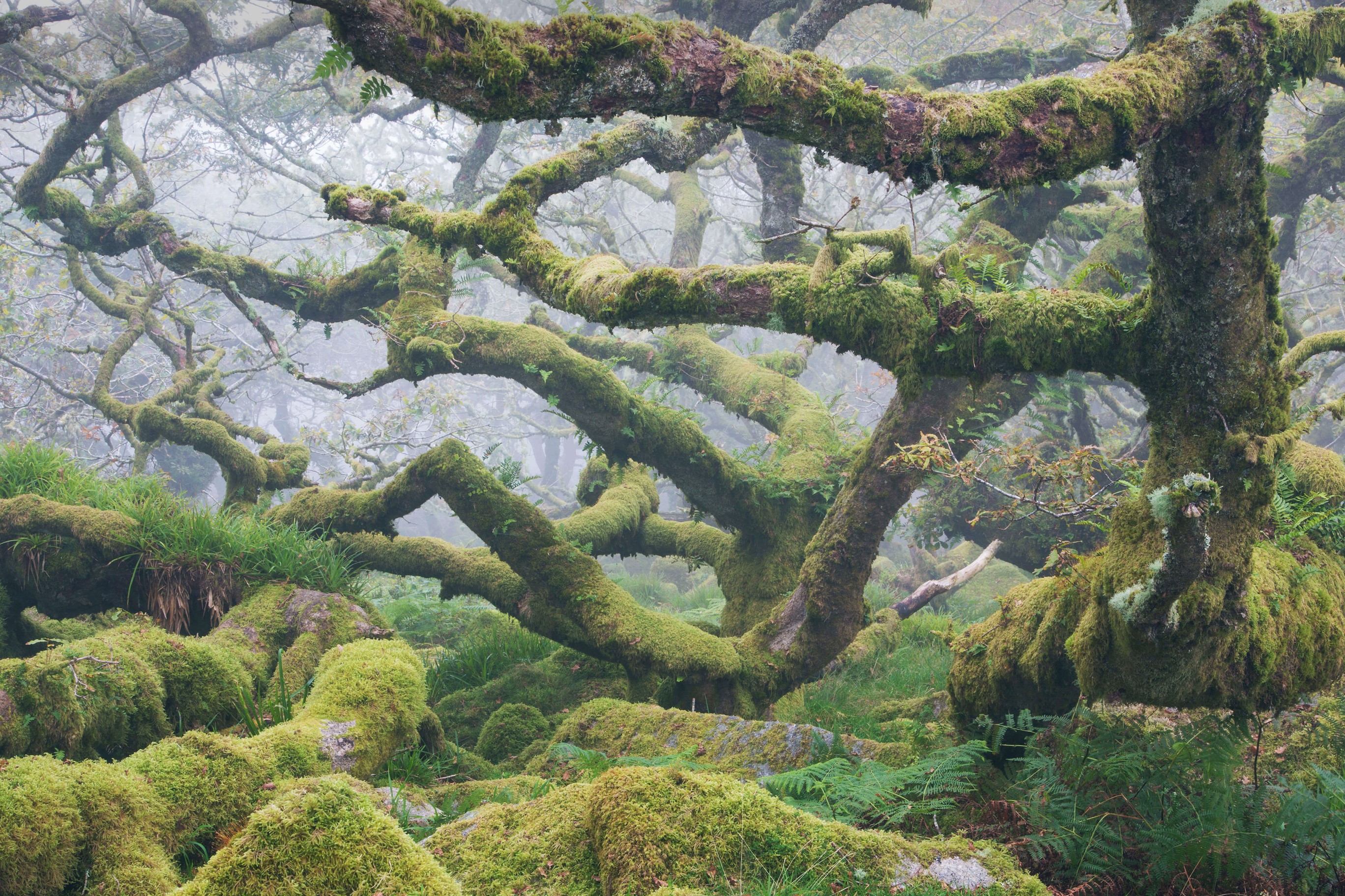 这些古老的动物是什么？ by Microsoft | Wallpapers | WallpaperHub