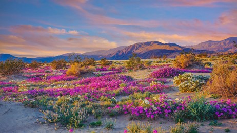 砂漠を彩る野生の花々 thumbnail