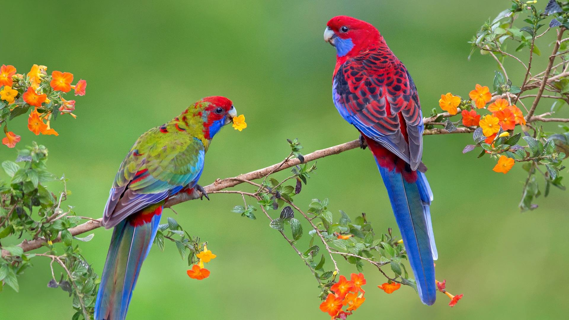 Snack time for the crimson rosella by Microsoft | Wallpapers ...