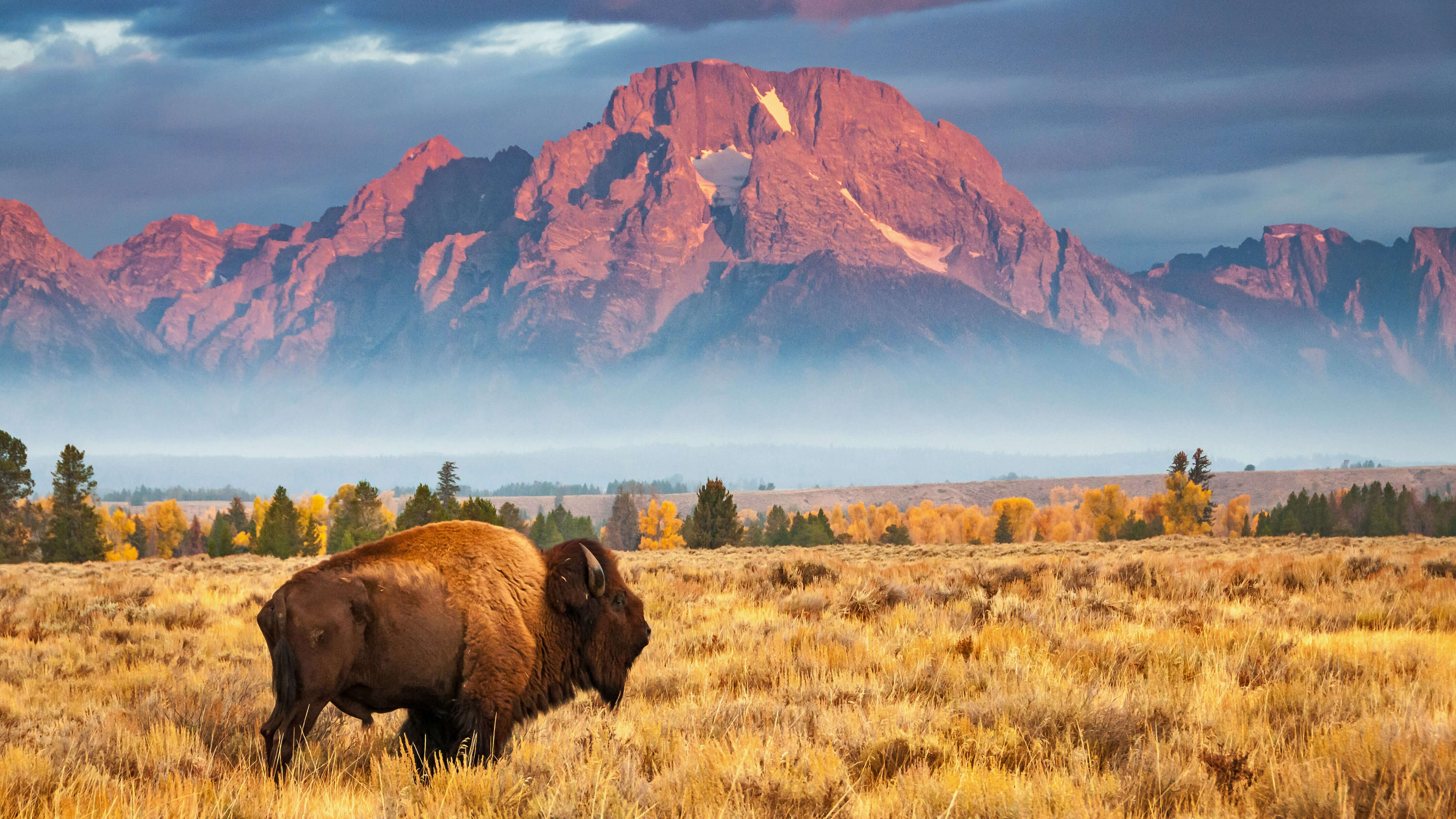 Ominous Charging Bison Animal Dust Bison Charging HD wallpaper  Peakpx