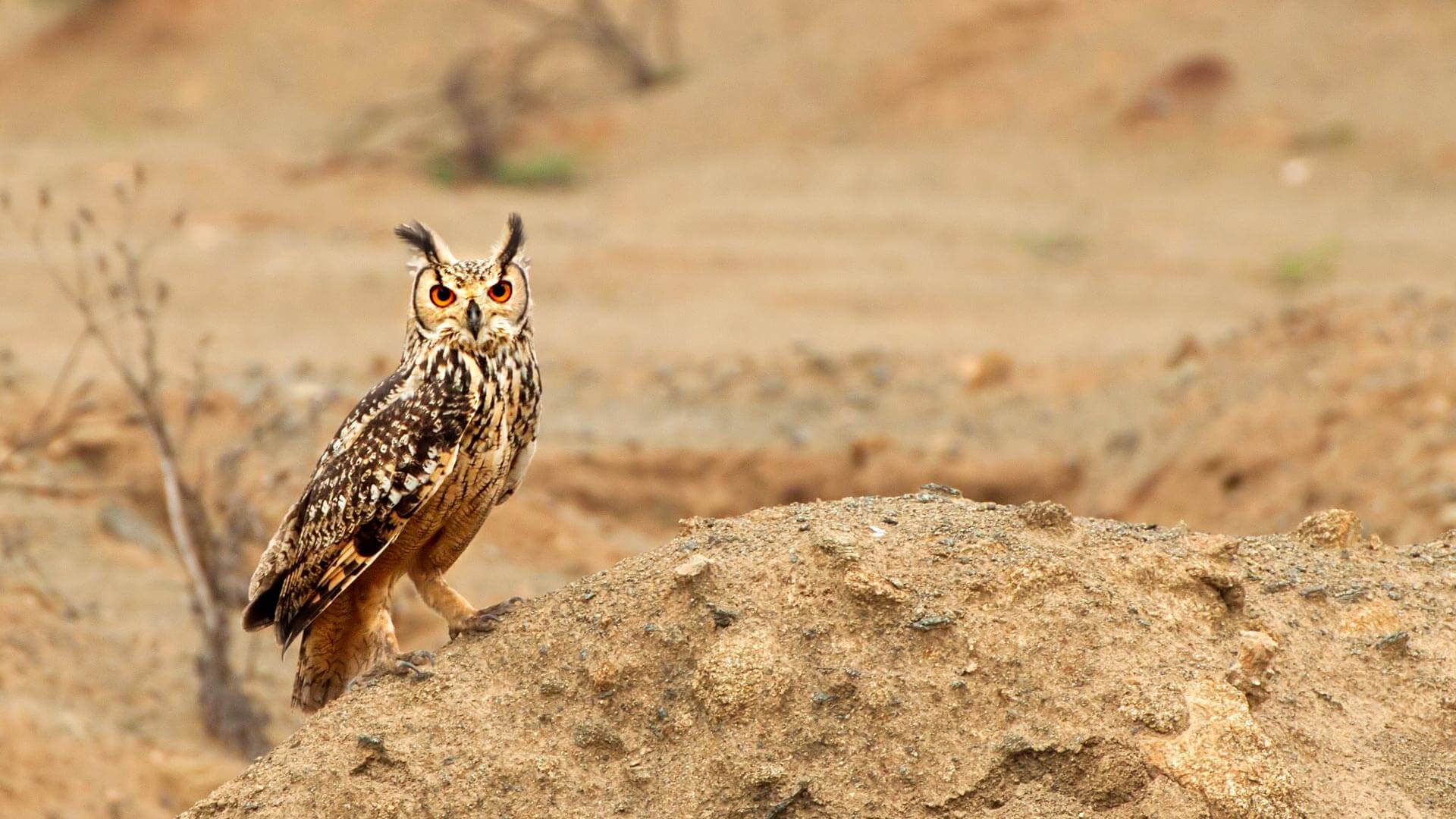 The Indian Eagle Owl By Microsoft Wallpapers Wallpaperhub