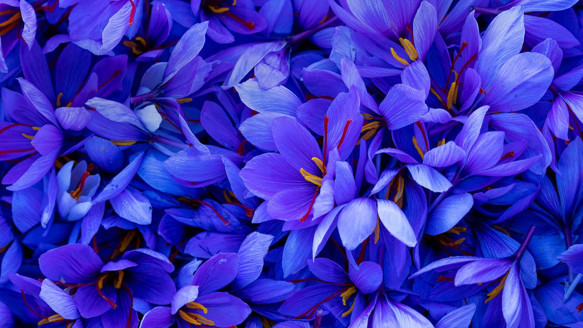 Saffron in bloom by Microsoft Wallpapers WallpaperHub
