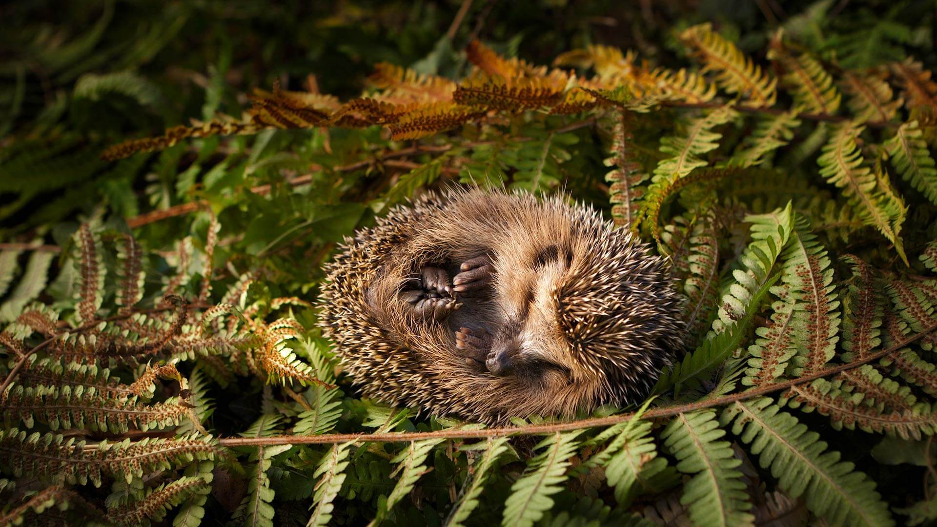 Sleep Tight Little Hedgehog By Microsoft Wallpapers Wallpaperhub