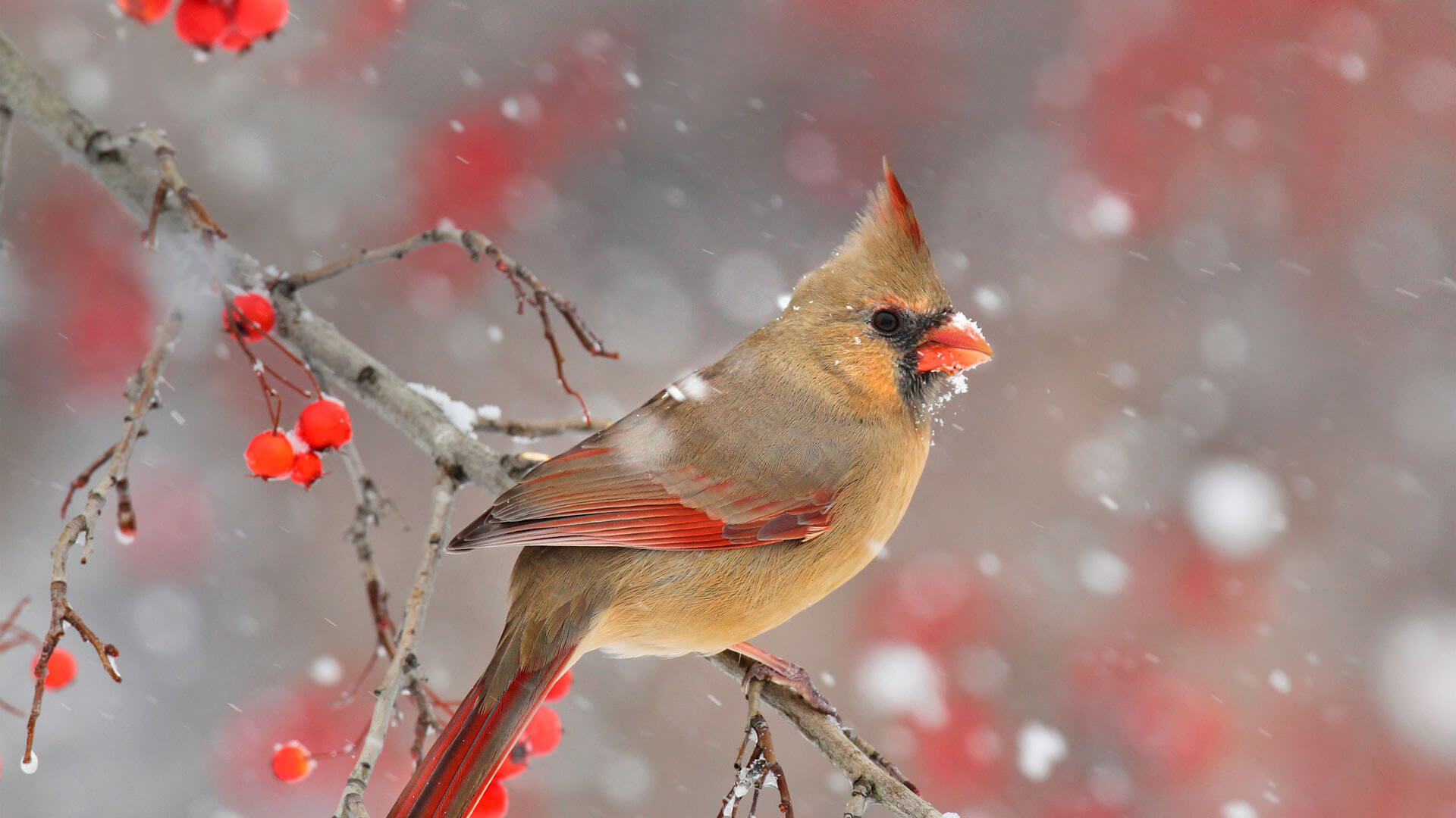 The Christmas Bird Count begins by Microsoft | Wallpapers | WallpaperHub