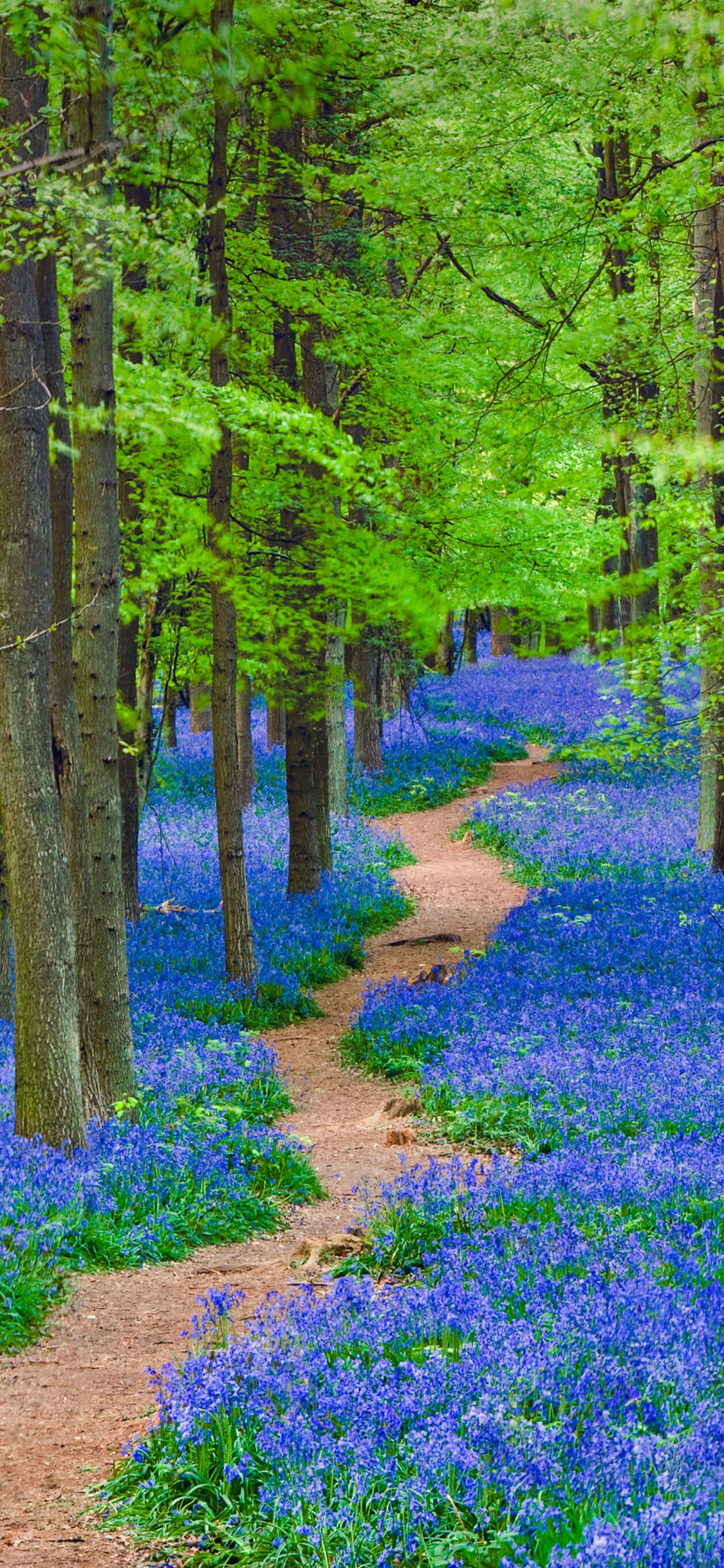 ハートフォードシャーの妖精の森 by Microsoft Wallpapers WallpaperHub