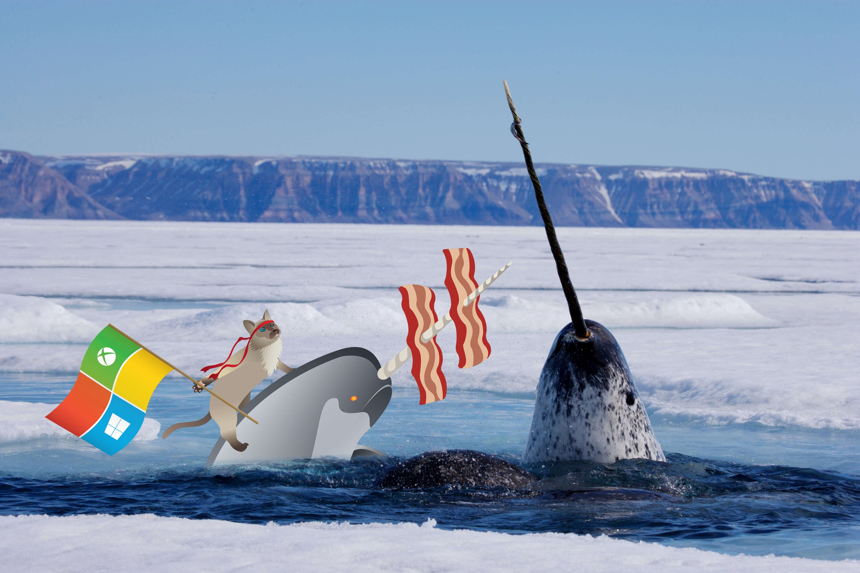 Narwhal by Michael Gillett | Wallpapers | WallpaperHub