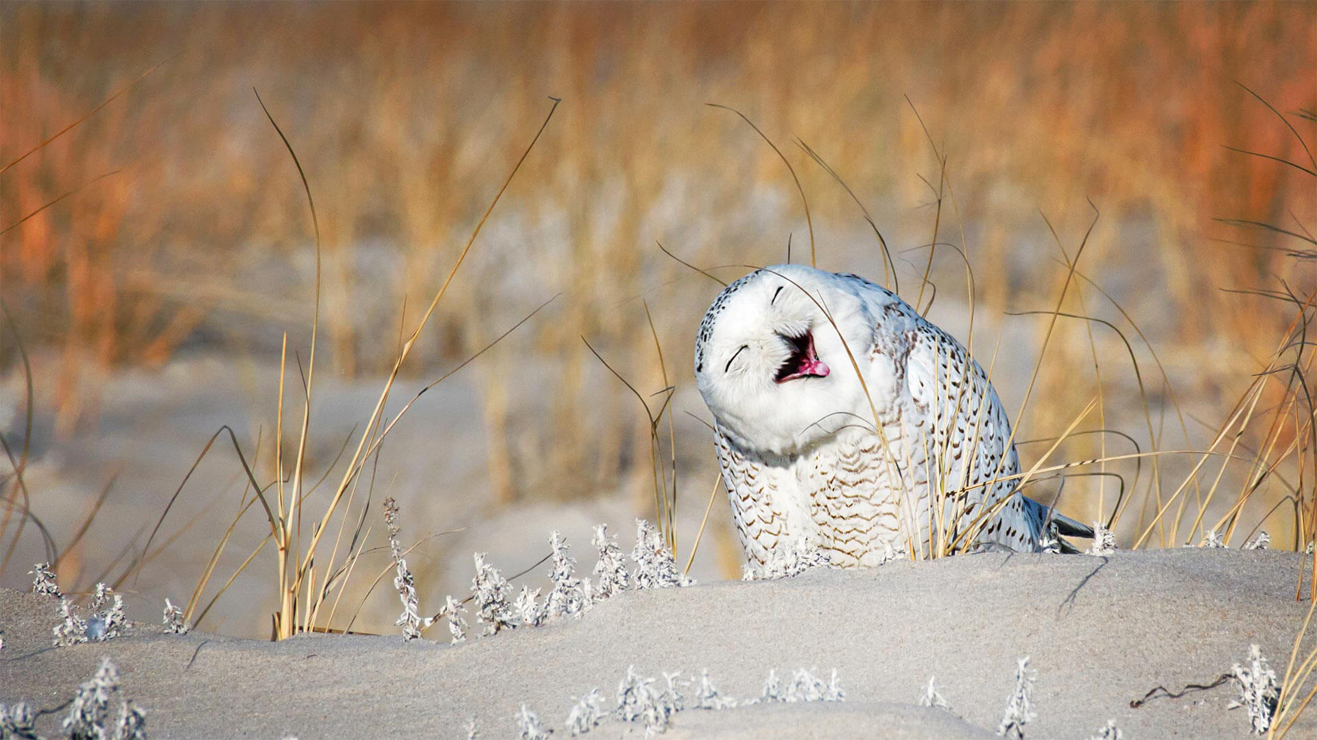 World Laughter Day It S A Hoot By Microsoft Wallpapers