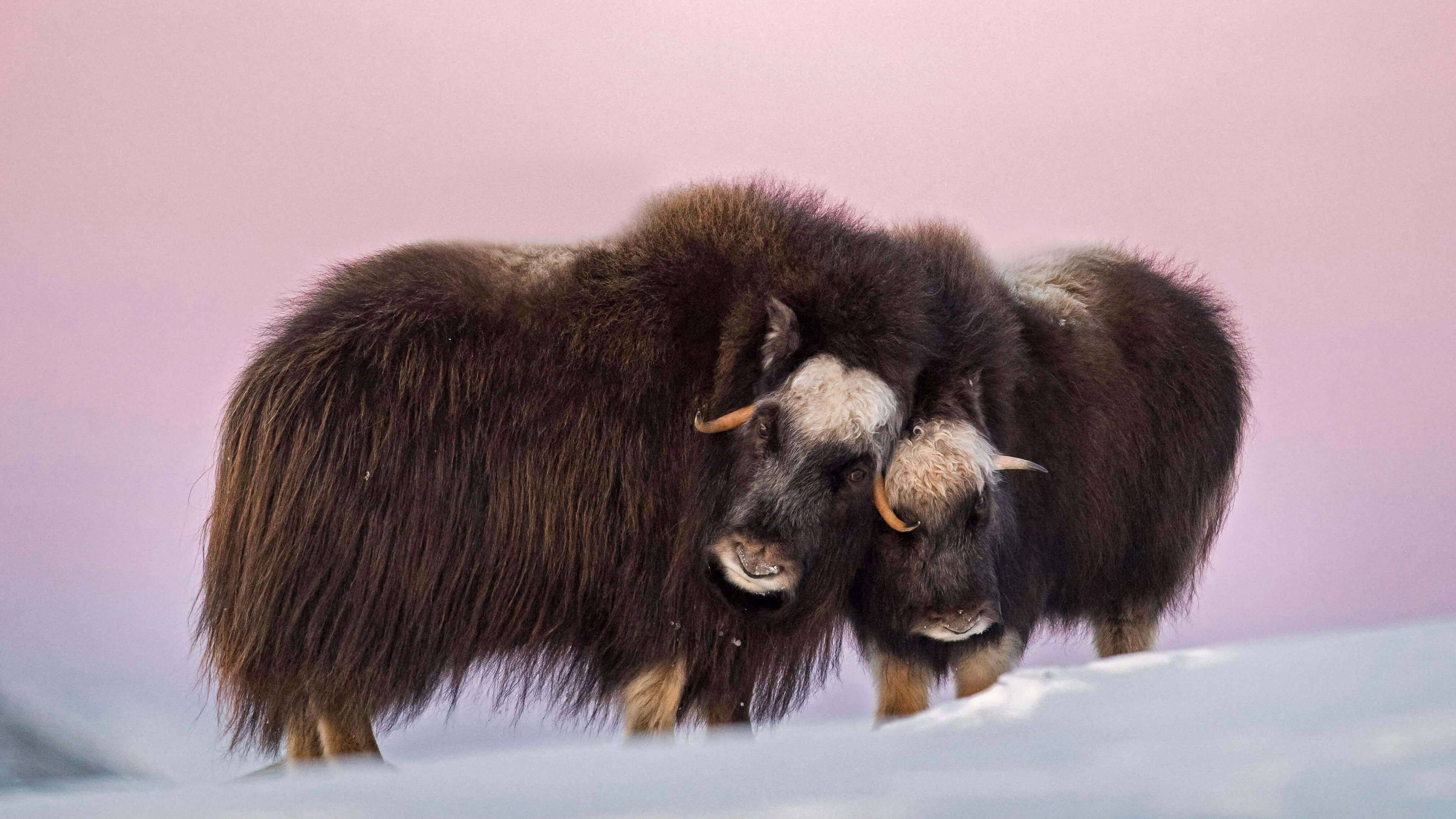 Was sind das f r urzeitliche tiere by microsoft wallpapers