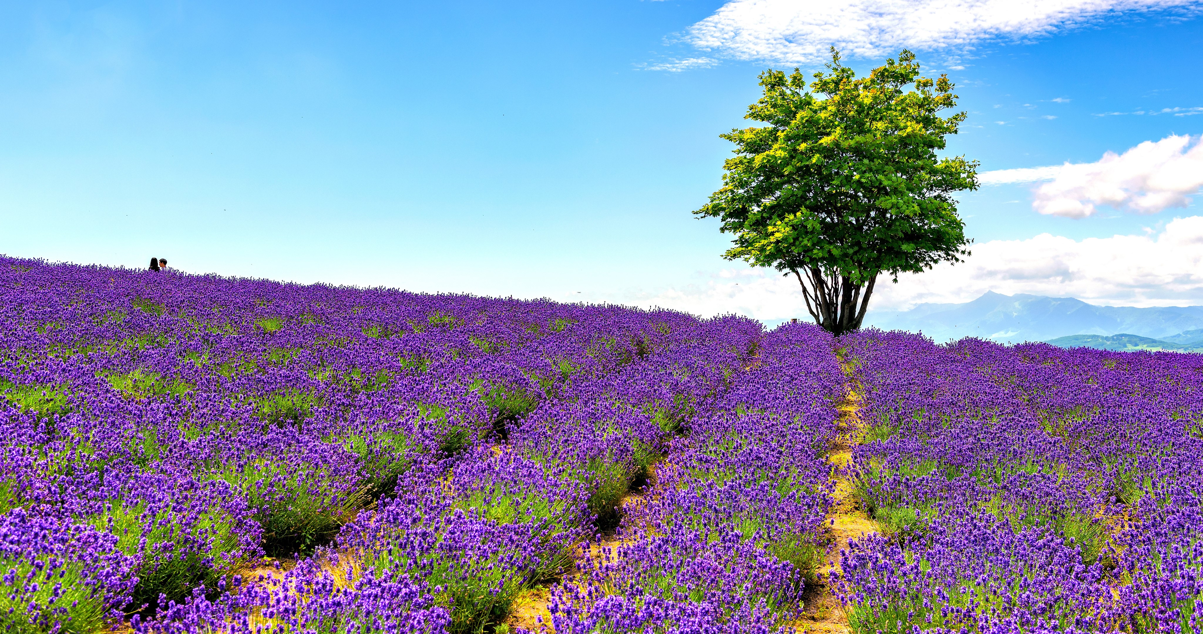 e6cc9b50dd88e0da278f4e2b79aa56