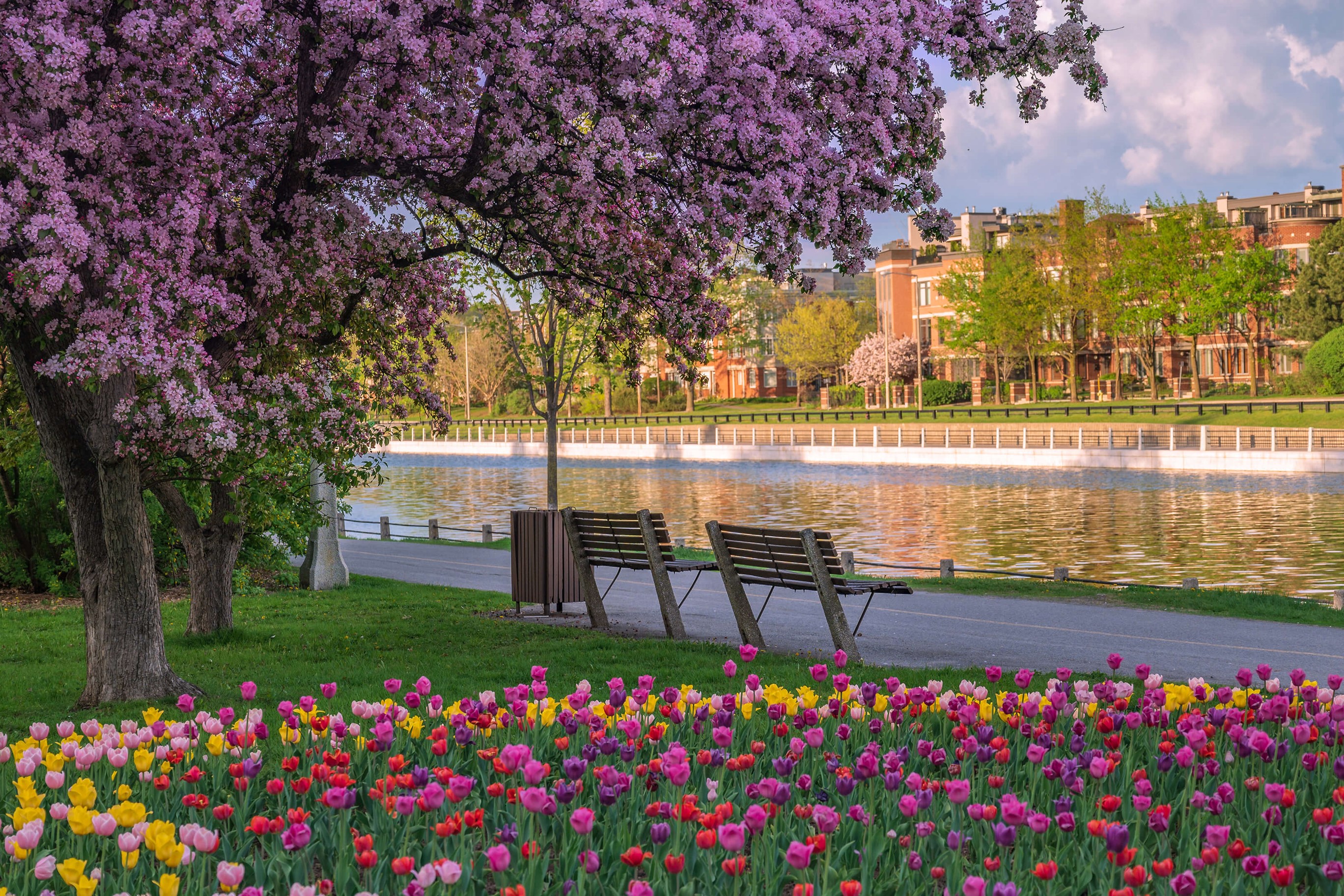 When Ottawa turns tulip by Microsoft | Wallpapers | WallpaperHub