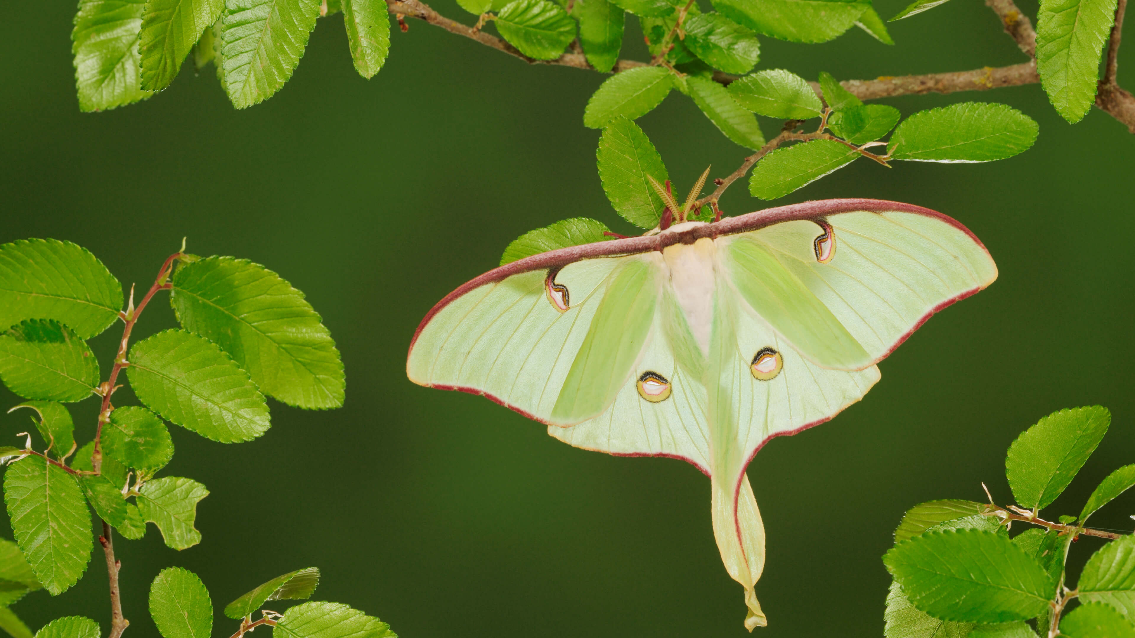 A leaf insect by Microsoft | Wallpapers | WallpaperHub