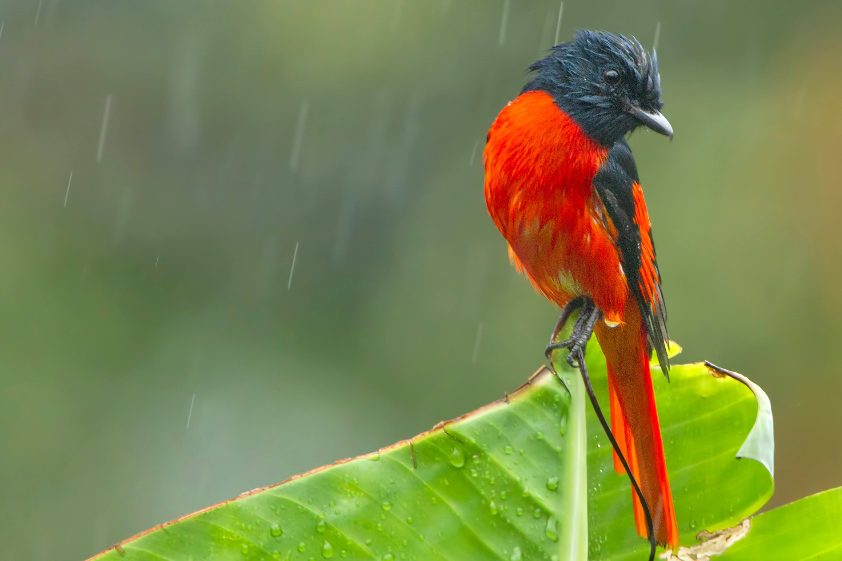 Songbird Computer Background Lovable south Asian songbird by Microsoft | Wallpapers | WallpaperHub